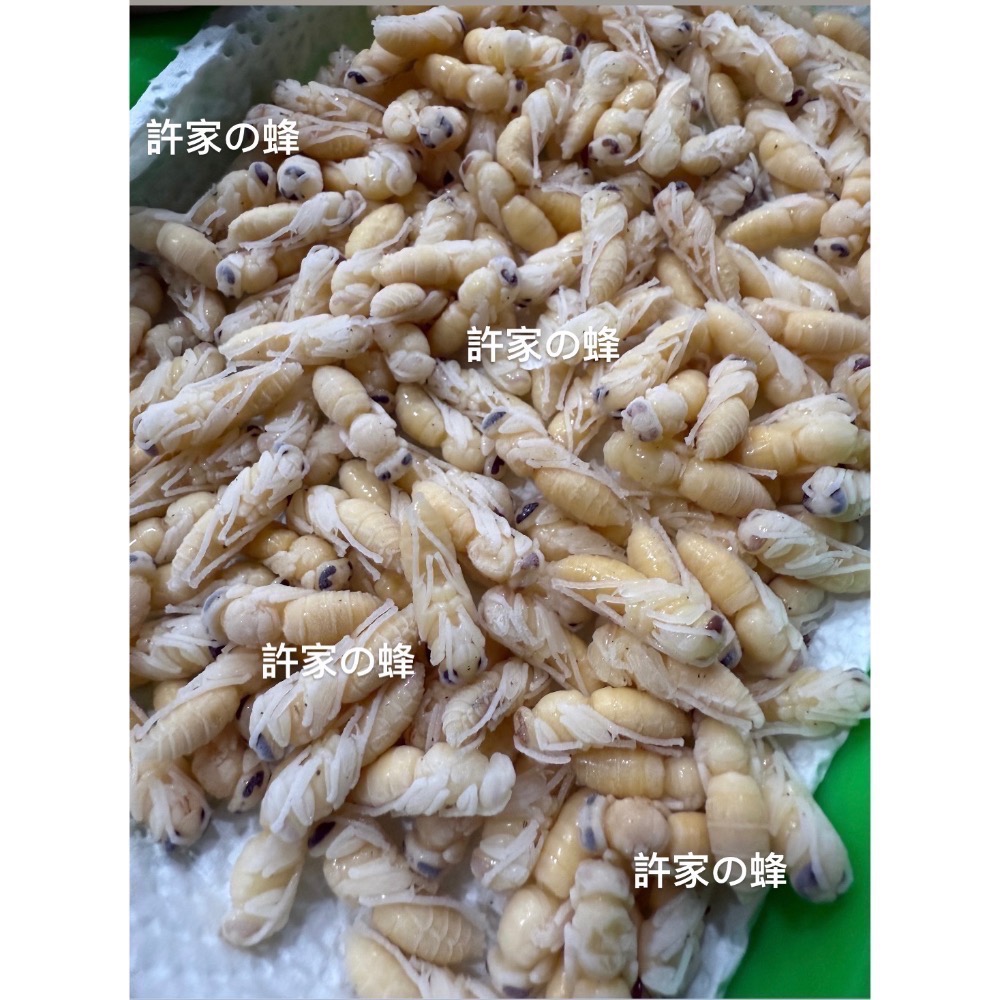 （生的）冷凍虎頭蜂蜂蛹 冷凍寵物飼料 黑肚蛹 純白蛹 成型蛹 蜜袋鼯 蜥蜴 守宮 寵物的最愛-細節圖2