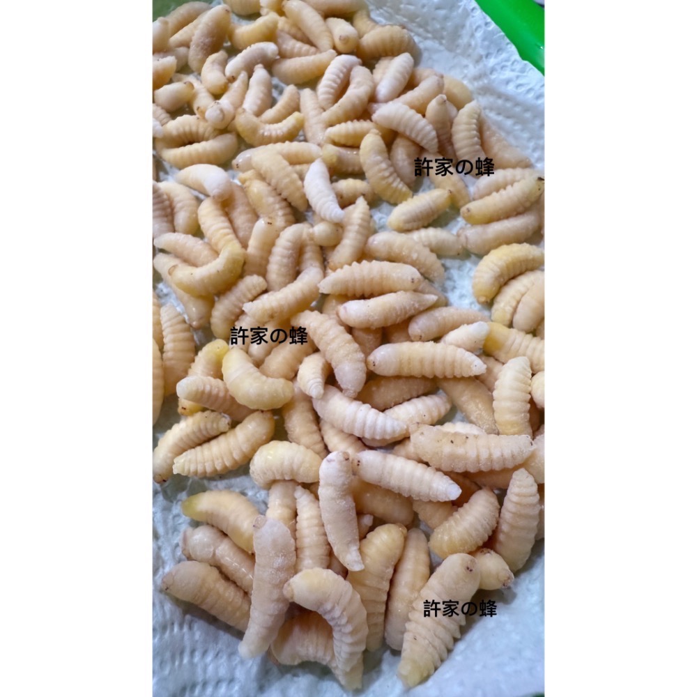 （生的）冷凍虎頭蜂蜂蛹 冷凍寵物飼料 黑肚蛹 純白蛹 成型蛹 蜜袋鼯 蜥蜴 守宮 寵物的最愛-規格圖2