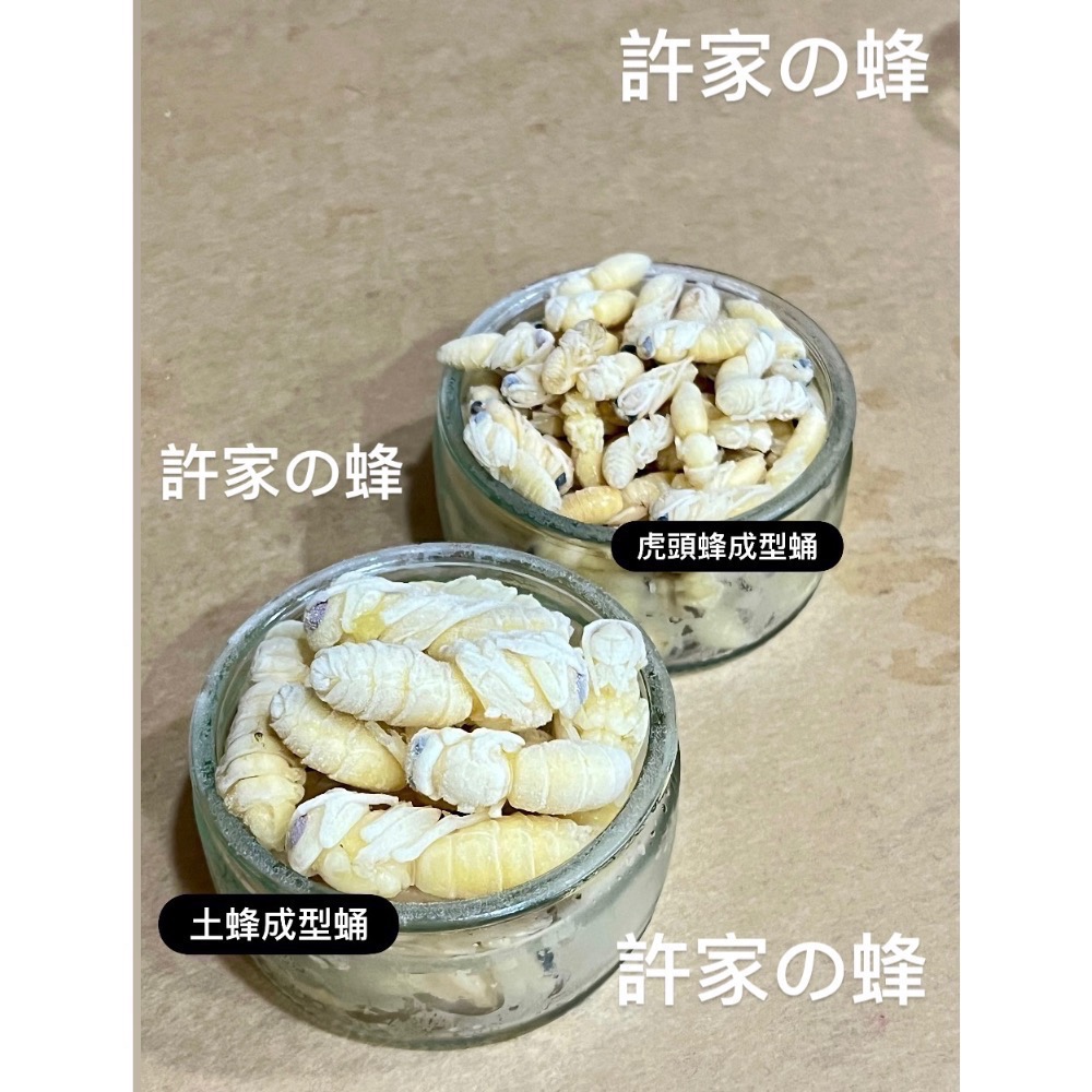 （生的）冷凍的土蜂蛹來了❗️黑肚蛹 純白蛹 成型蛹 蜜袋鼯 蜥蜴 守宮 寵物的最愛-細節圖2