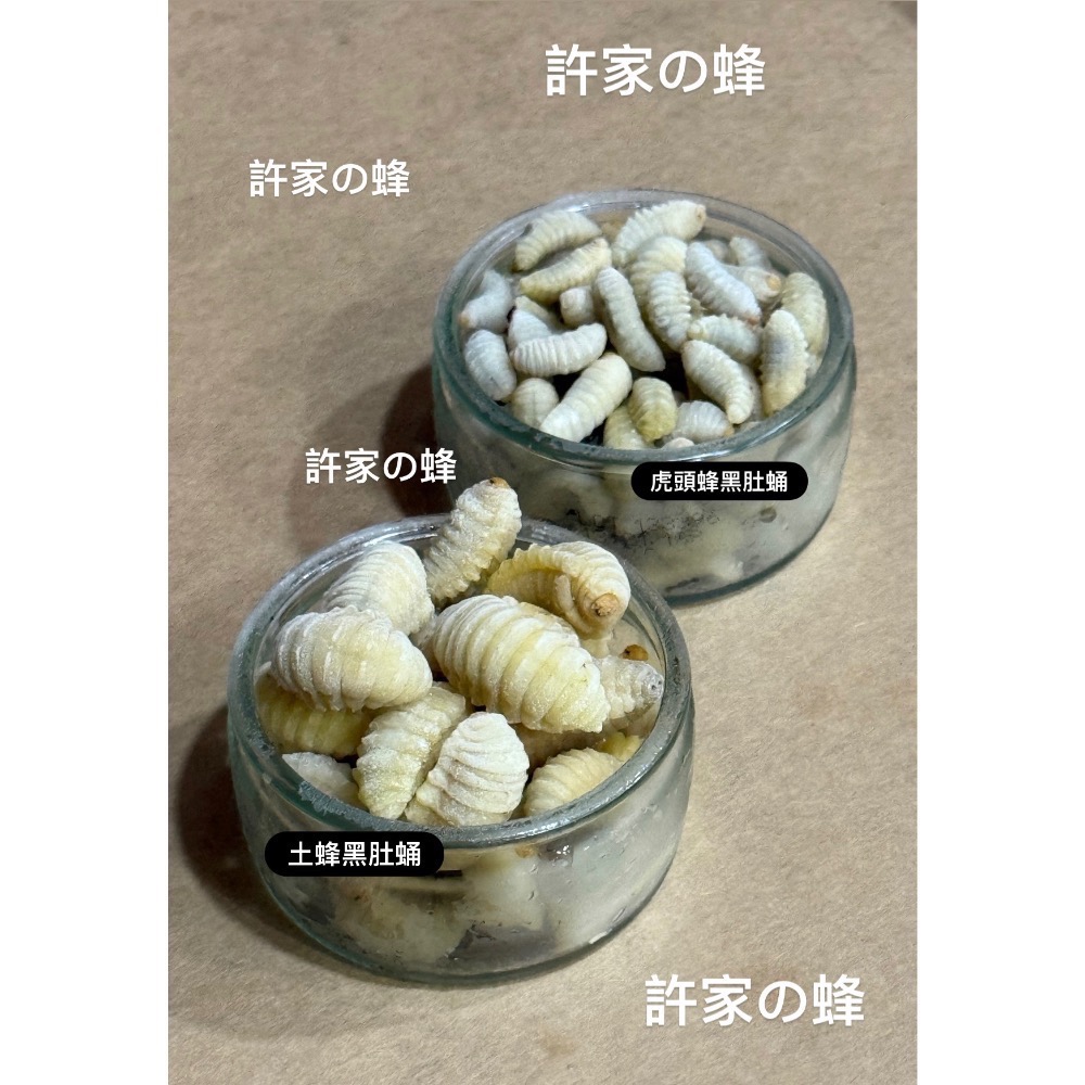 （生的）冷凍的土蜂蛹來了❗️黑肚蛹 純白蛹 成型蛹 蜜袋鼯 蜥蜴 守宮 寵物的最愛-規格圖4