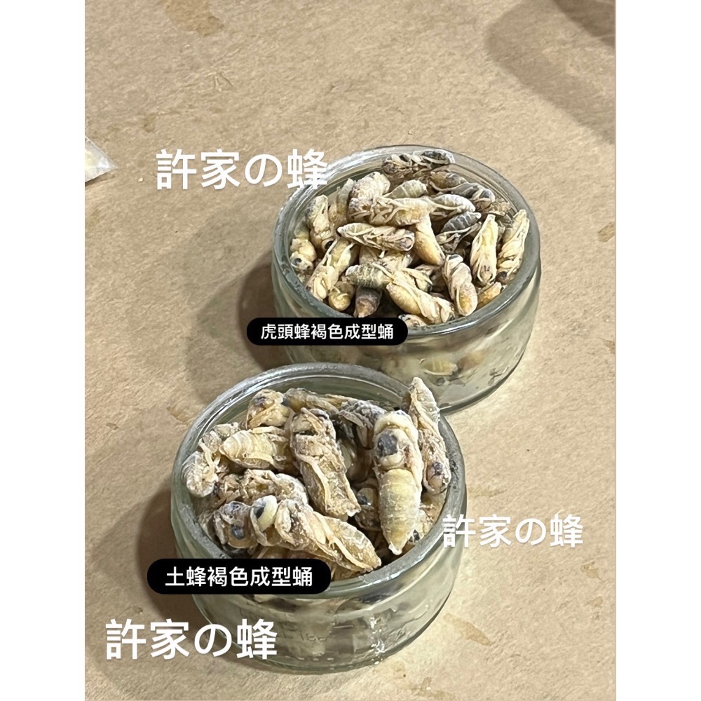 （生的）冷凍的土蜂蛹來了❗️黑肚蛹 純白蛹 成型蛹 蜜袋鼯 蜥蜴 守宮 寵物的最愛-規格圖4