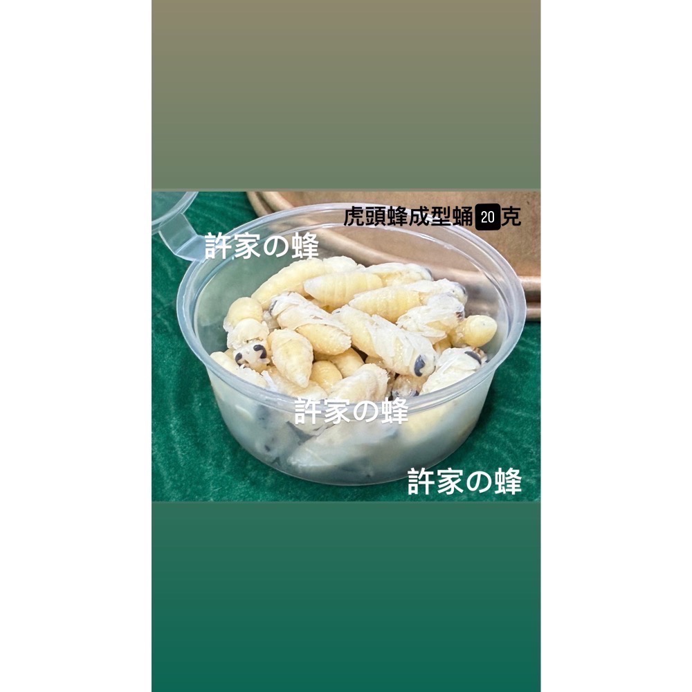 （生的）小包裝試吃盒 冷凍虎頭蜂蜂蛹 純白蛹 成型蛹 蜜袋鼯 刺蝟 蜥蜴 守宮的最愛 小寵物的零食-細節圖2