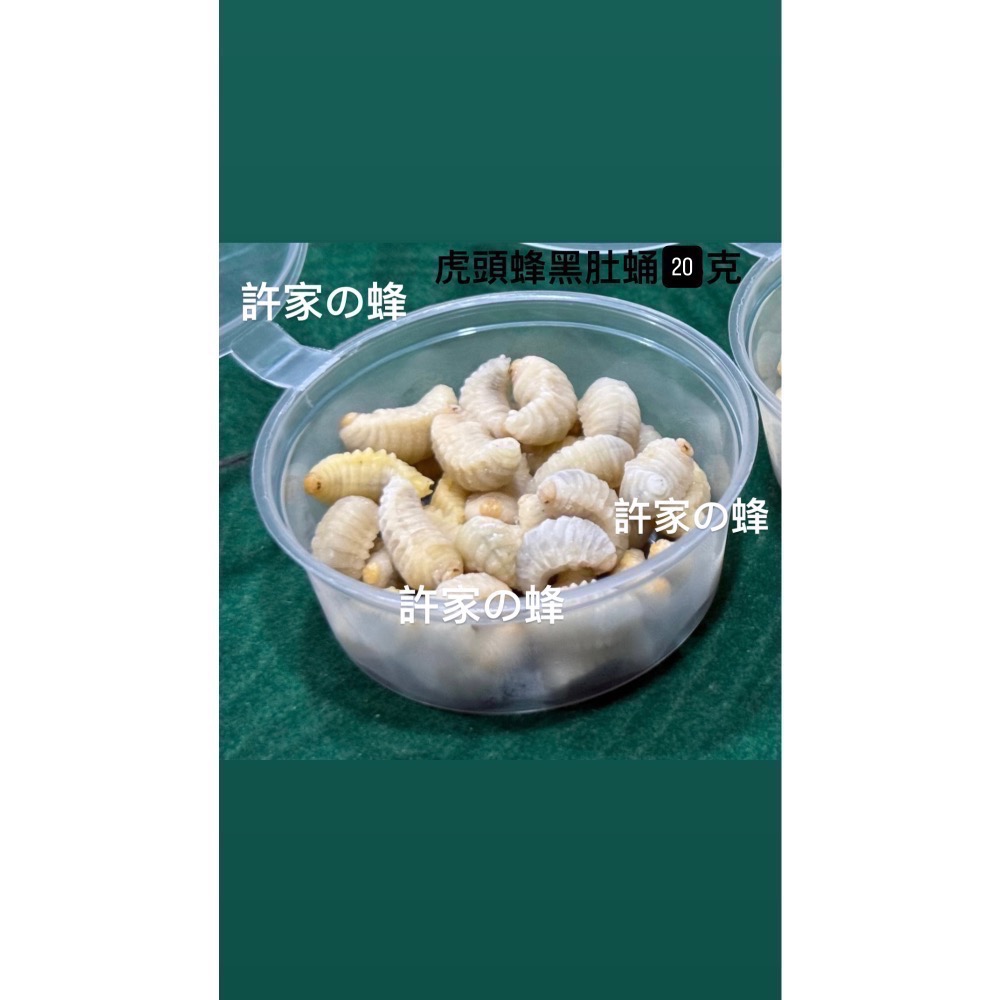 （生的）小包裝試吃盒 冷凍虎頭蜂蜂蛹 純白蛹 成型蛹 蜜袋鼯 刺蝟 蜥蜴 守宮的最愛 小寵物的零食-細節圖3