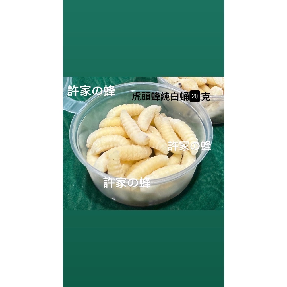 （生的）小包裝試吃盒 冷凍虎頭蜂蜂蛹 純白蛹 成型蛹 蜜袋鼯 刺蝟 蜥蜴 守宮的最愛 小寵物的零食-規格圖4