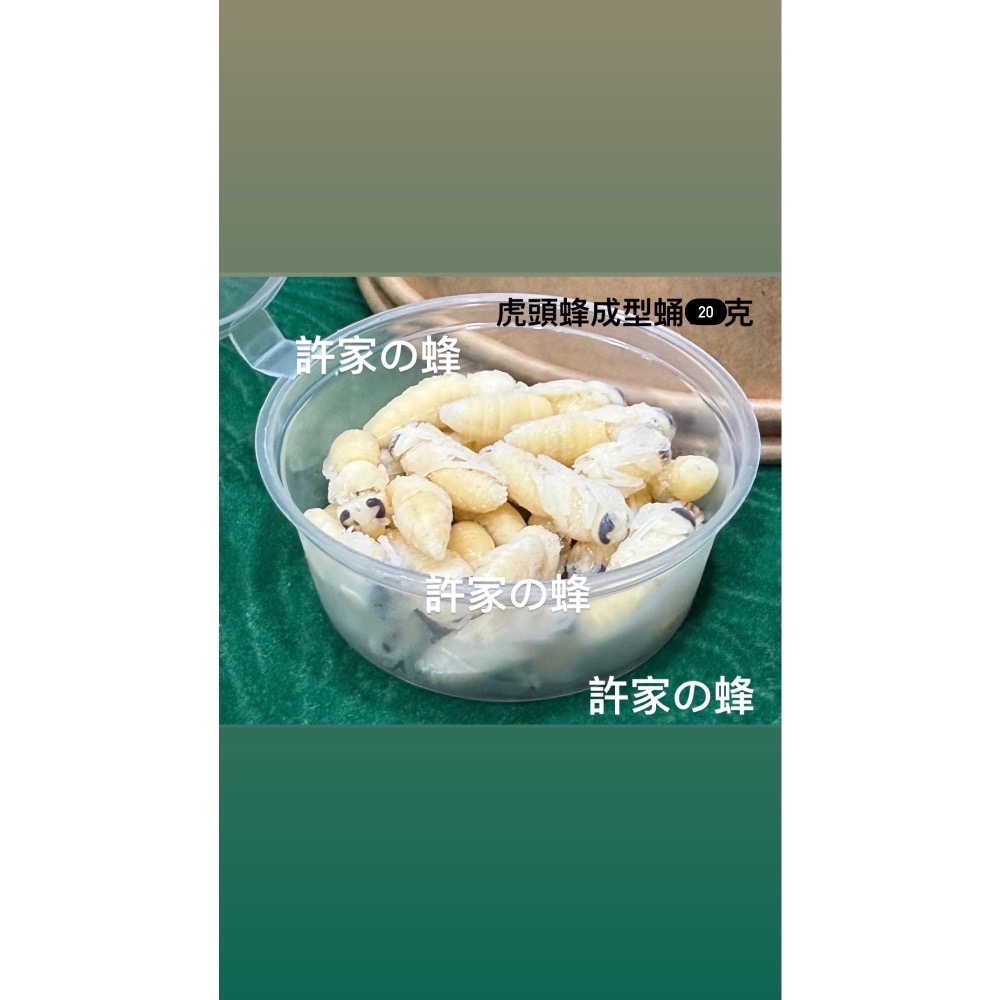 （生的）小包裝試吃盒 冷凍虎頭蜂蜂蛹 純白蛹 成型蛹 蜜袋鼯 刺蝟 蜥蜴 守宮的最愛 小寵物的零食-規格圖4