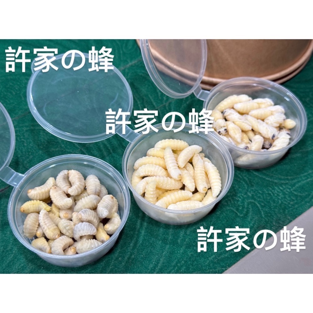 （生的）小包裝試吃盒 冷凍虎頭蜂蜂蛹 純白蛹 成型蛹 蜜袋鼯 刺蝟 蜥蜴 守宮的最愛 小寵物的零食-規格圖4