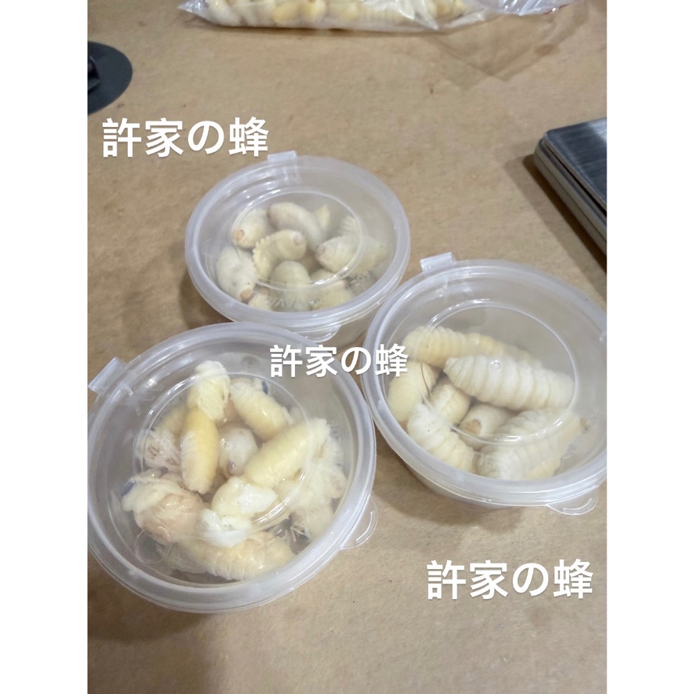 （生的）小包裝試吃盒 冷凍土蜂蜂蛹 純白蛹 成型蛹 蜜袋鼯 刺蝟 蜥蜴 守宮的最愛 小寵物的零食-細節圖4