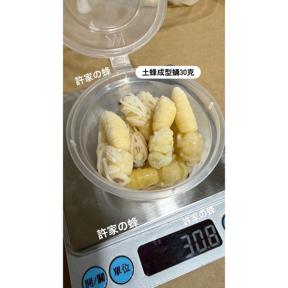 （生的）小包裝試吃盒 冷凍土蜂蜂蛹 純白蛹 成型蛹 蜜袋鼯 刺蝟 蜥蜴 守宮的最愛 小寵物的零食-規格圖4