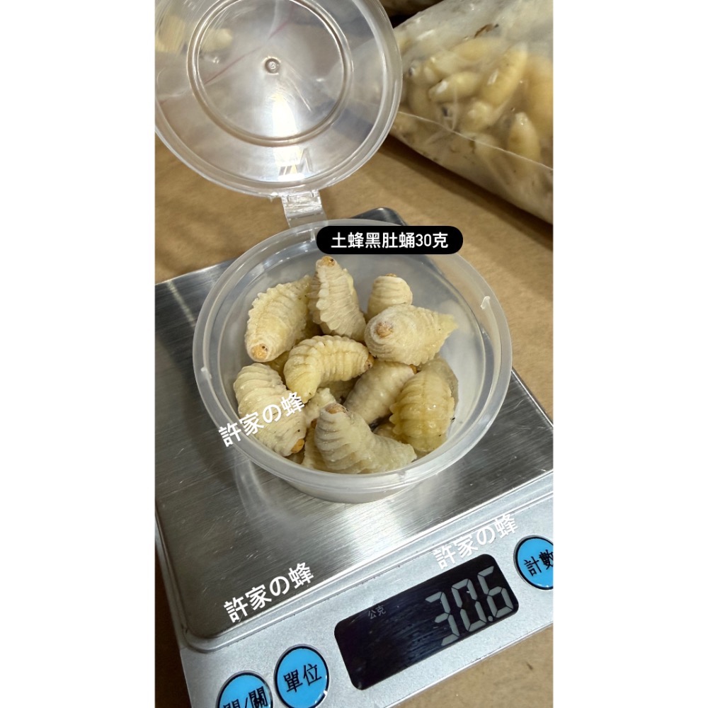 （生的）小包裝試吃盒 冷凍土蜂蜂蛹 純白蛹 成型蛹 蜜袋鼯 刺蝟 蜥蜴 守宮的最愛 小寵物的零食-規格圖4