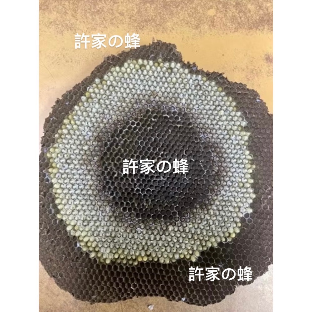 （生的）冷凍大克數虎頭蜂蛹 土蜂蛹 蜜袋鼯 刺蝟 守宮 螞蟻 老鼠 狐蒙 鳥類-細節圖2
