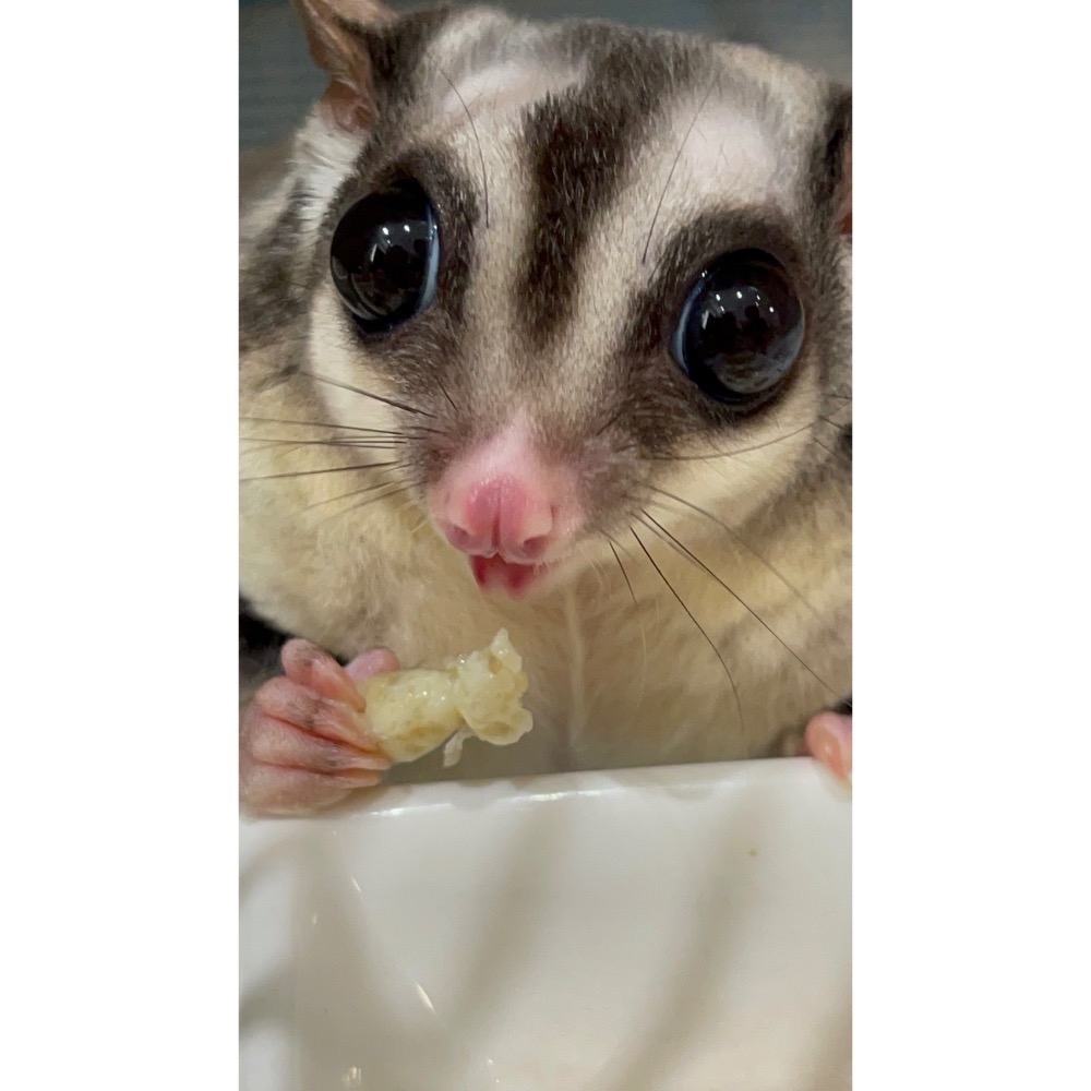 （生的）冷凍大克數虎頭蜂蛹 土蜂蛹 蜜袋鼯 刺蝟 守宮 螞蟻 老鼠 狐蒙 鳥類-細節圖3