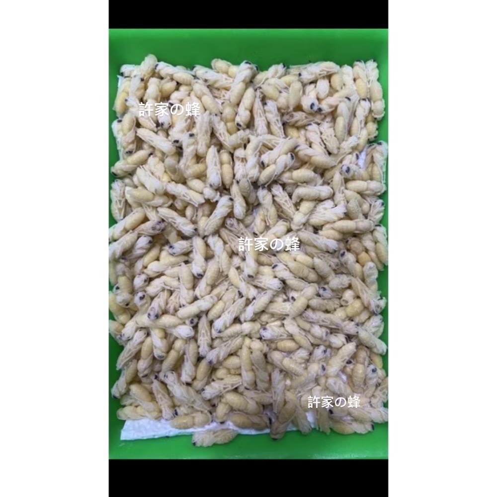 （生的）冷凍大克數虎頭蜂蛹 土蜂蛹 蜜袋鼯 刺蝟 守宮 螞蟻 老鼠 狐蒙 鳥類-規格圖6