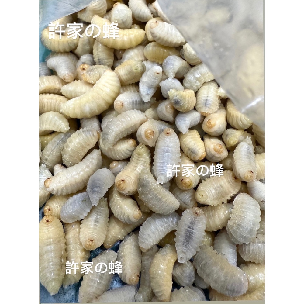 （生的）冷凍大克數虎頭蜂蛹 土蜂蛹 蜜袋鼯 刺蝟 守宮 螞蟻 老鼠 狐蒙 鳥類-規格圖6