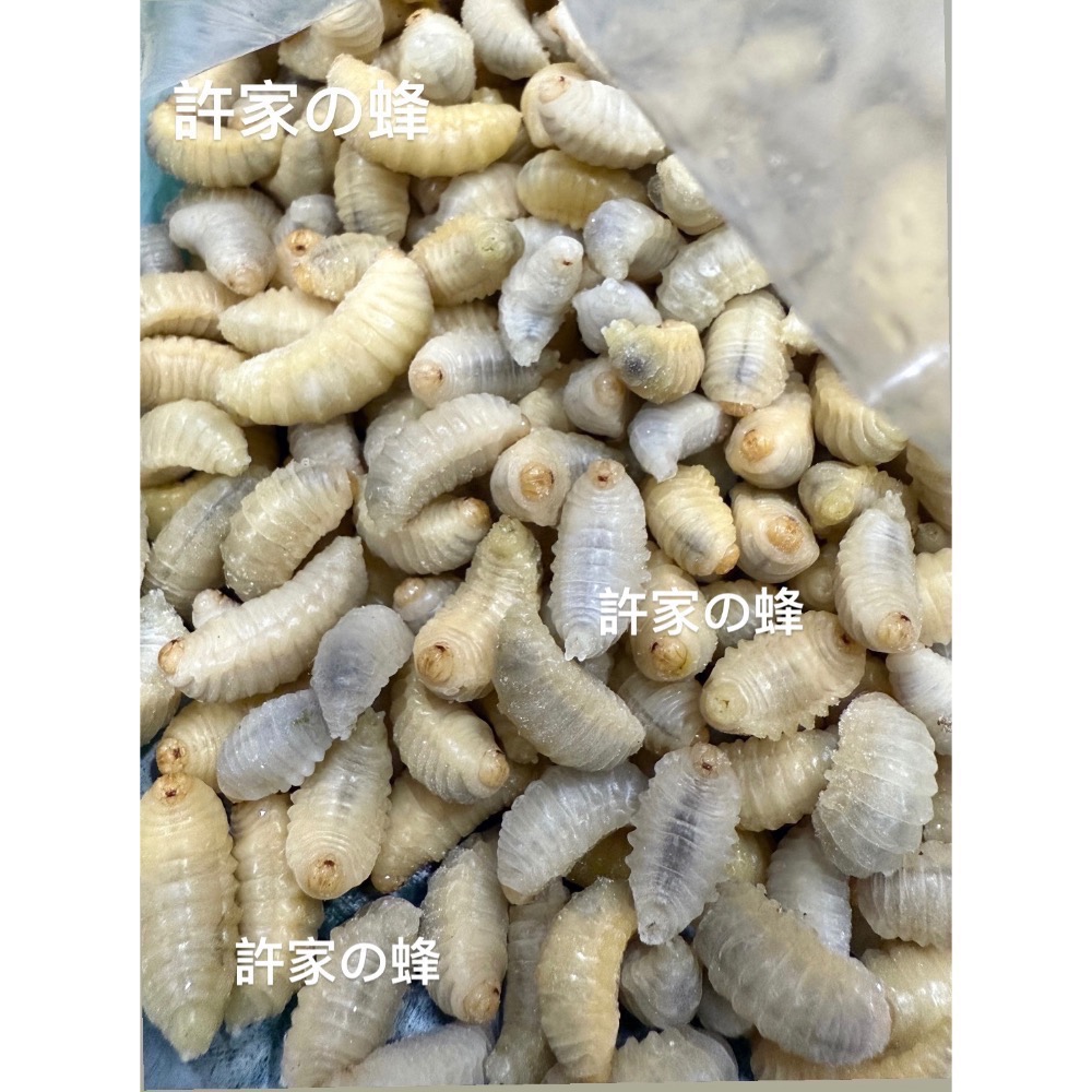 （生的）冷凍大克數虎頭蜂蛹 土蜂蛹 蜜袋鼯 刺蝟 守宮 螞蟻 老鼠 狐蒙 鳥類-規格圖6