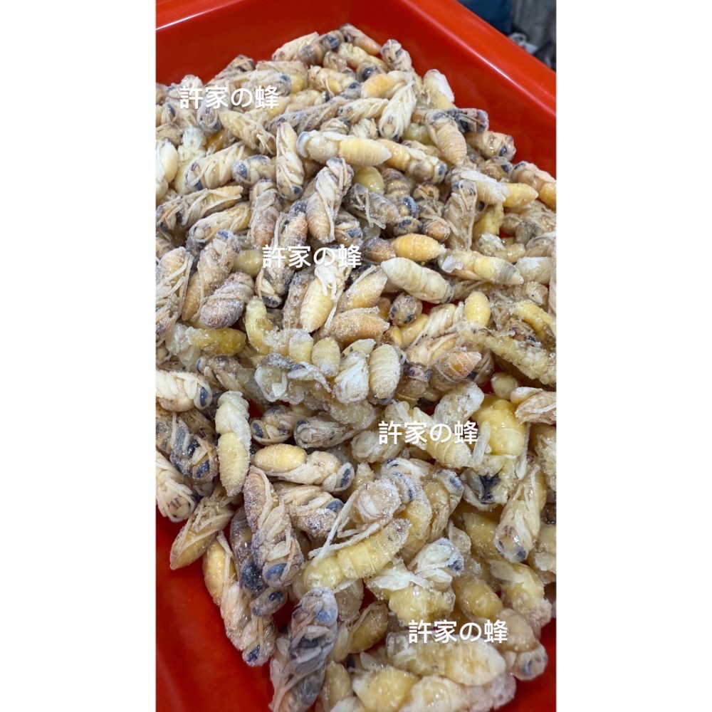 （生的）冷凍大克數虎頭蜂蛹 土蜂蛹 蜜袋鼯 刺蝟 守宮 螞蟻 老鼠 狐蒙 鳥類-規格圖6