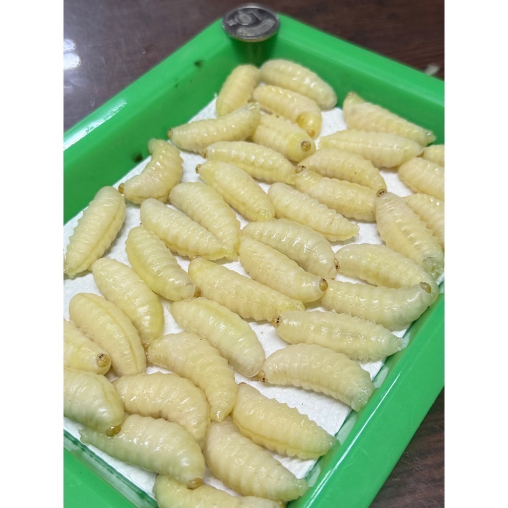 （生的）冷凍大克數虎頭蜂蛹 土蜂蛹 蜜袋鼯 刺蝟 守宮 螞蟻 老鼠 狐蒙 鳥類-規格圖6