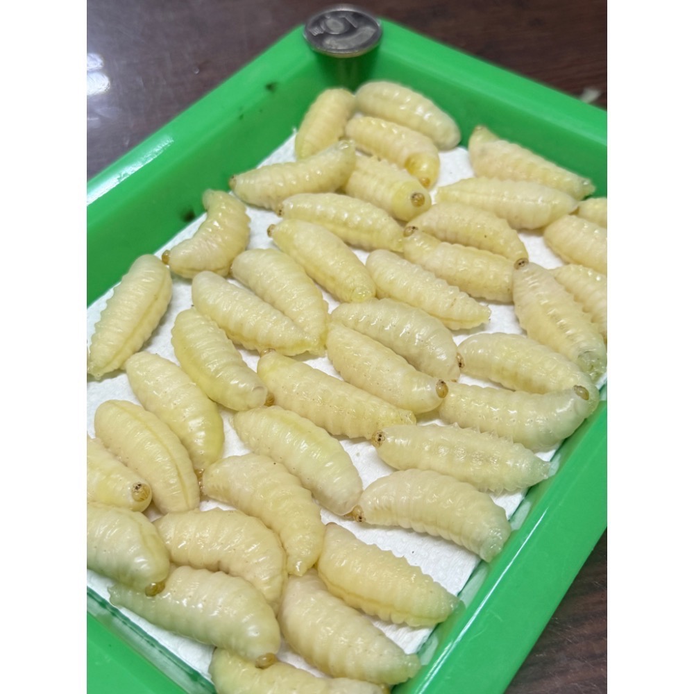 （生的）冷凍大克數虎頭蜂蛹 土蜂蛹 蜜袋鼯 刺蝟 守宮 螞蟻 老鼠 狐蒙 鳥類-規格圖6