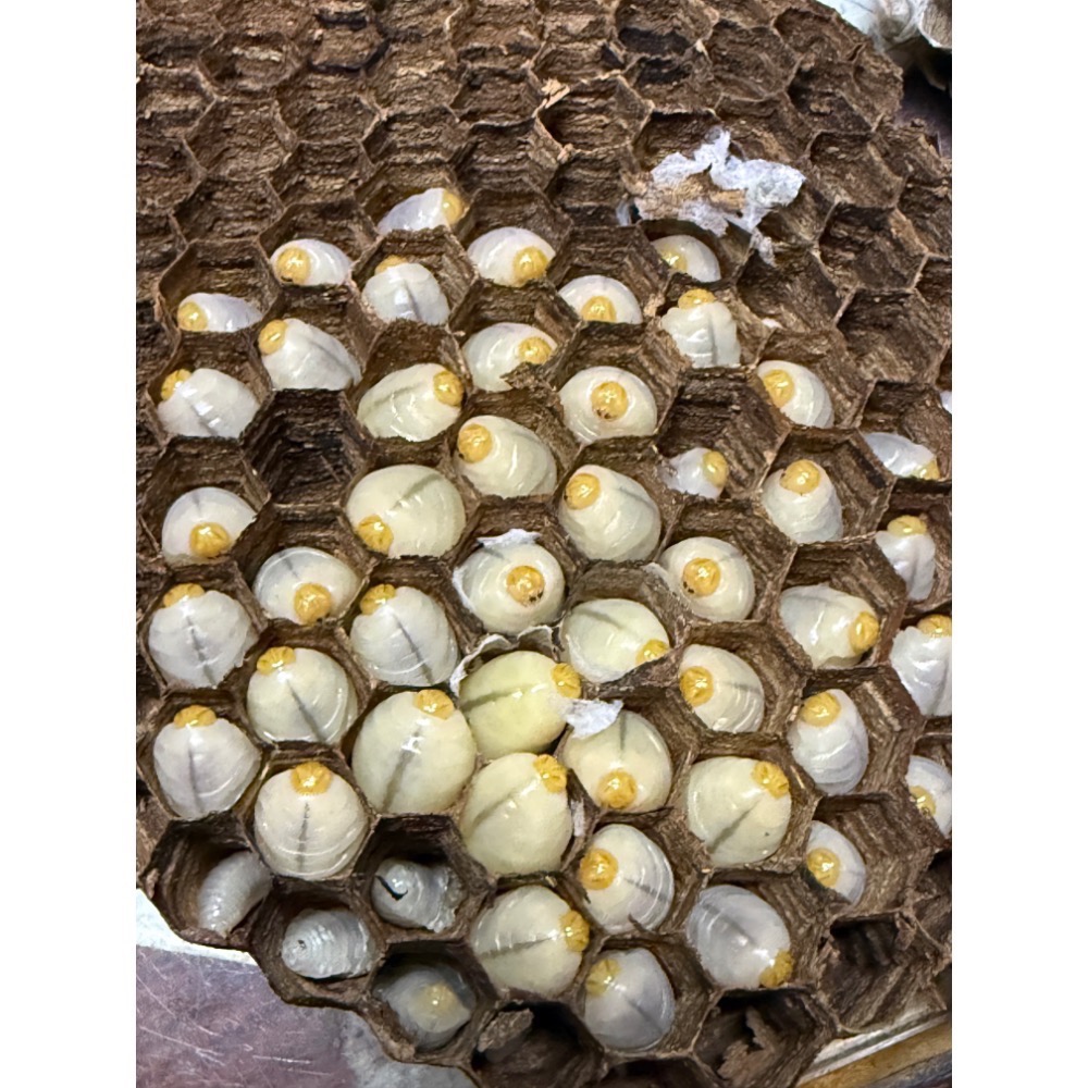 （生的）冷凍大克數虎頭蜂蛹 土蜂蛹 蜜袋鼯 刺蝟 守宮 螞蟻 老鼠 狐蒙 鳥類-規格圖6