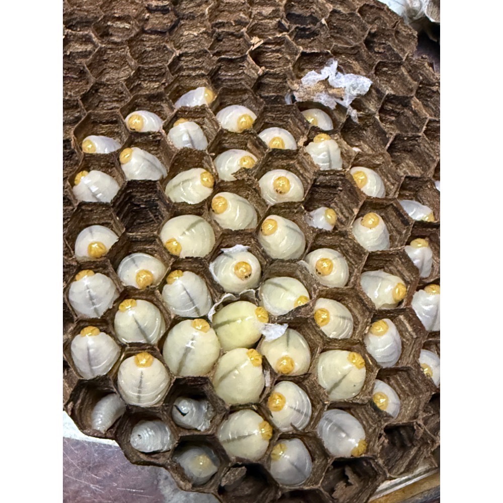 （生的）冷凍大克數虎頭蜂蛹 土蜂蛹 蜜袋鼯 刺蝟 守宮 螞蟻 老鼠 狐蒙 鳥類-規格圖6