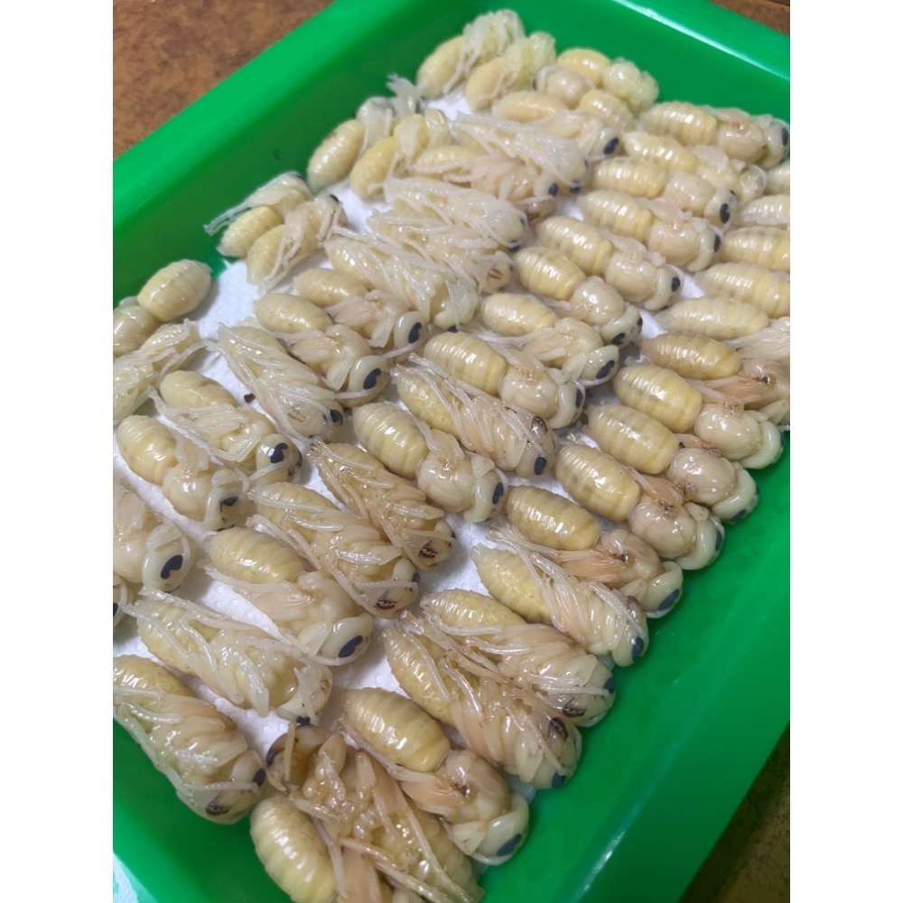 （生的）冷凍大克數虎頭蜂蛹 土蜂蛹 蜜袋鼯 刺蝟 守宮 螞蟻 老鼠 狐蒙 鳥類-規格圖6