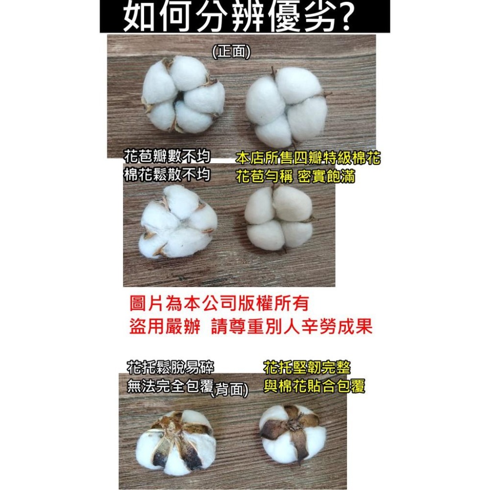 【台灣現貨24H內寄出】📣天然棉花🎊拍攝背景桿子棉花擺件裝飾拍照道具IG雜貨小物Zakka飾品化妝品保養品食物天然-細節圖4
