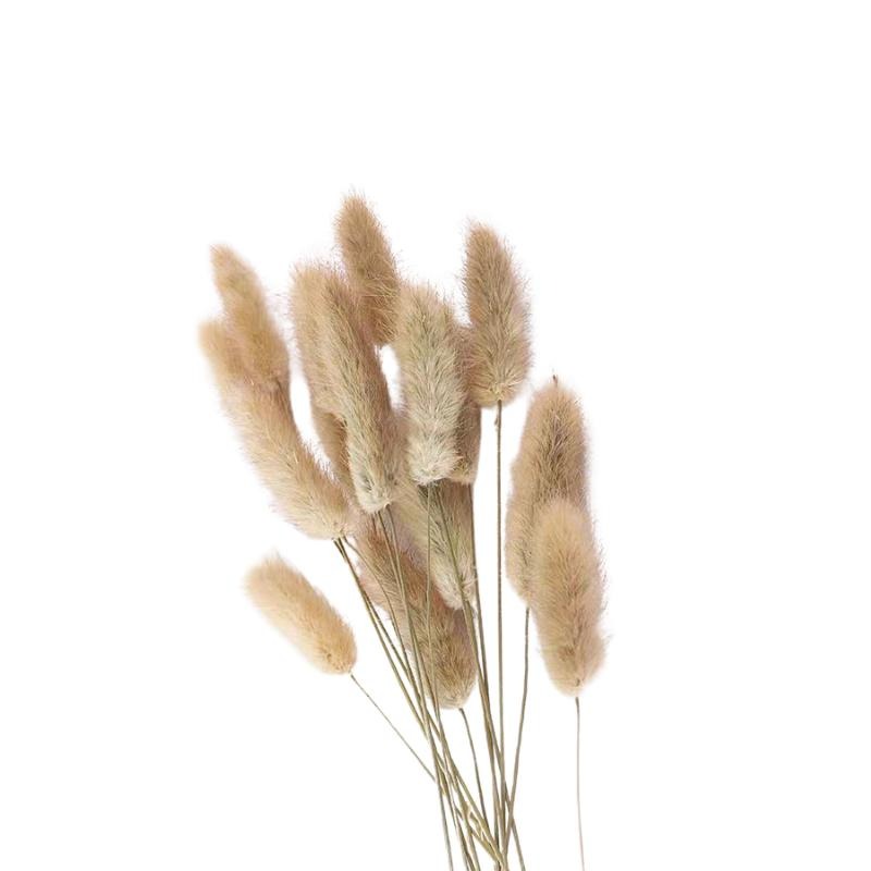 【台灣現貨24H內寄】📣兔尾草狗尾巴🎊木質飾品拍照道具拍攝背景擺件裝飾拍照道具雜貨Zakka星空化妝品保養品食物療癒-細節圖2