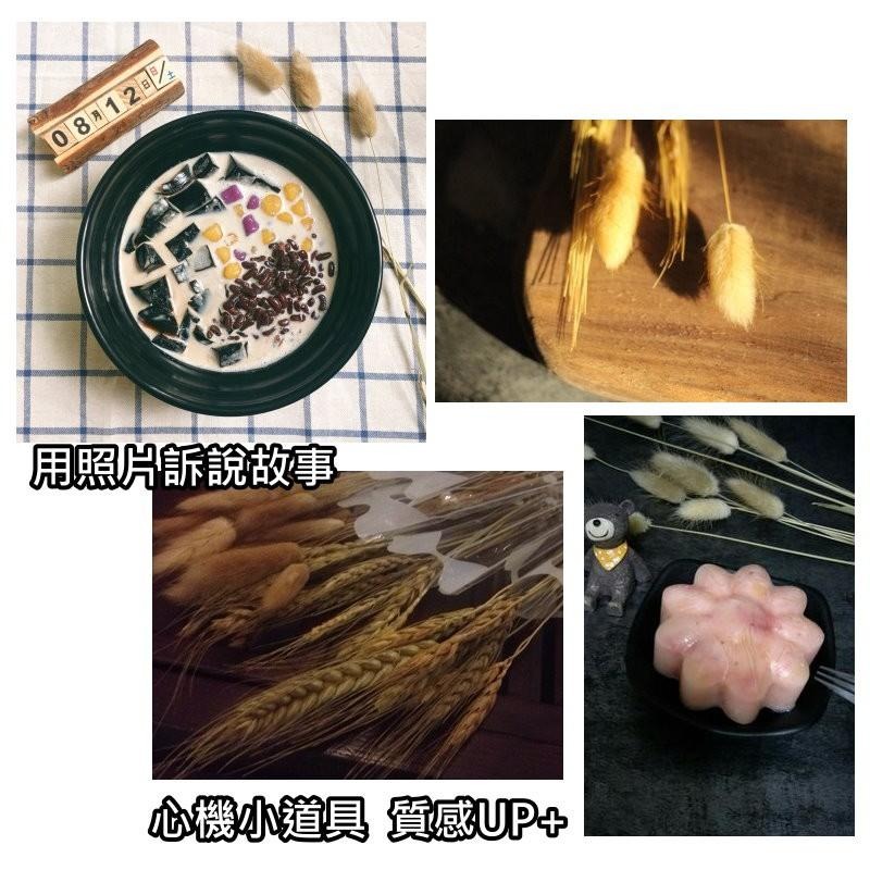 【台灣現貨24H內寄】📣兔尾草狗尾巴🎊木質飾品拍照道具拍攝背景擺件裝飾拍照道具雜貨Zakka星空化妝品保養品食物療癒-細節圖6