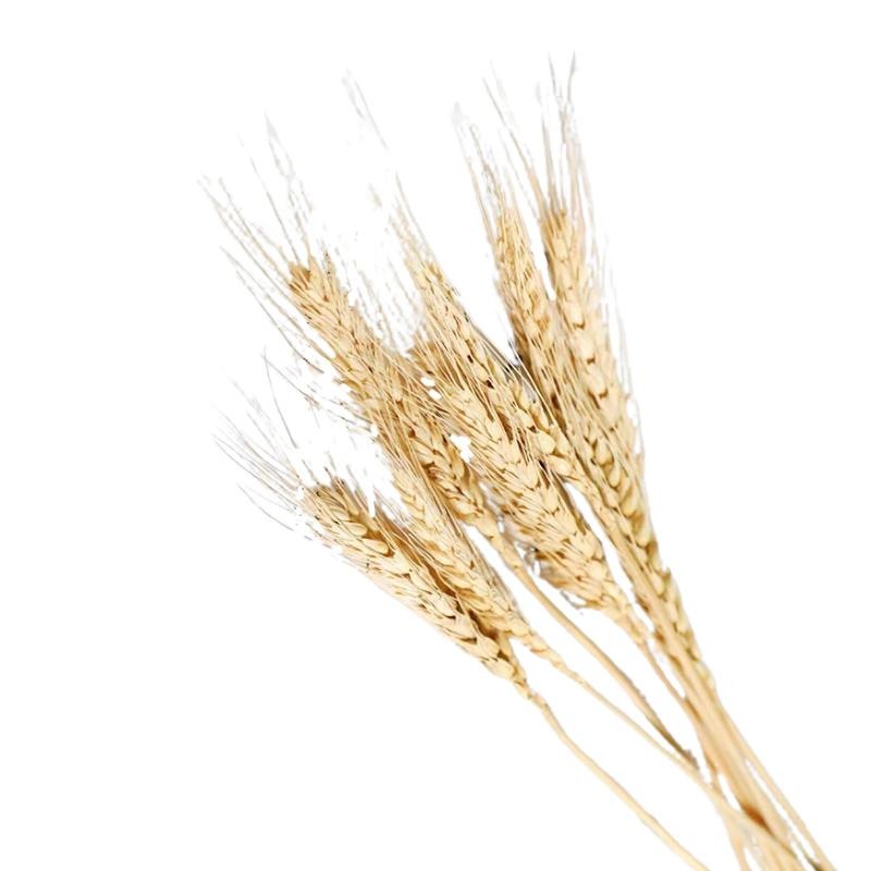 【台灣現貨24H內寄】📣乾燥天然麥穗🎊木質飾品拍照道具拍攝背景擺件裝飾拍照道具雜貨Zakka星空化妝品保養品食物療癒-細節圖2