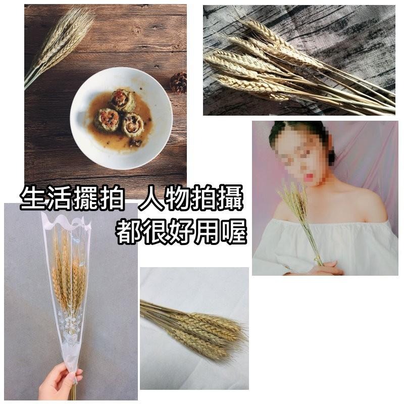 【台灣現貨24H內寄】📣乾燥天然麥穗🎊木質飾品拍照道具拍攝背景擺件裝飾拍照道具雜貨Zakka星空化妝品保養品食物療癒-細節圖8