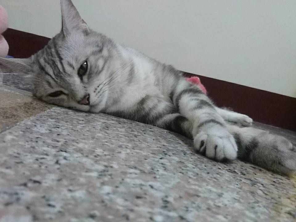 CP最高超黏奇星膠帶☆萬德~神鷹頂級膠帶★MIT台灣製造（711.萊爾富.全家!!!最多30顆）保證足米不偷料網拍必備-細節圖19