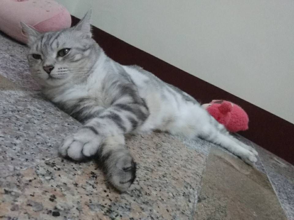 CP最高超黏奇星膠帶☆萬德~神鷹頂級膠帶★MIT台灣製造（711.萊爾富.全家!!!最多30顆）保證足米不偷料網拍必備-細節圖20