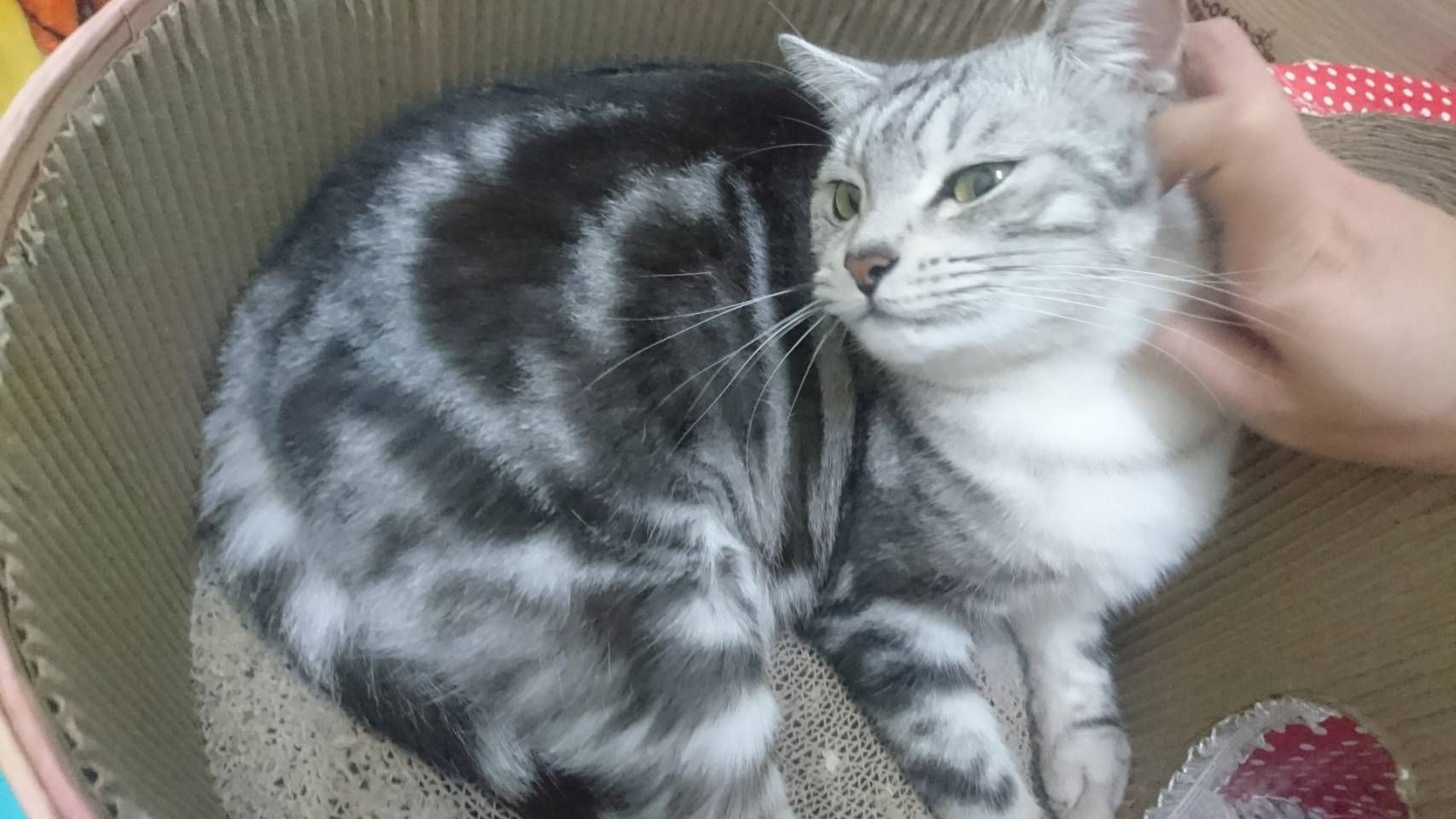 CP最高超黏奇星膠帶☆萬德~神鷹頂級膠帶★MIT台灣製造（711.萊爾富.全家!!!最多30顆）保證足米不偷料網拍必備-細節圖8