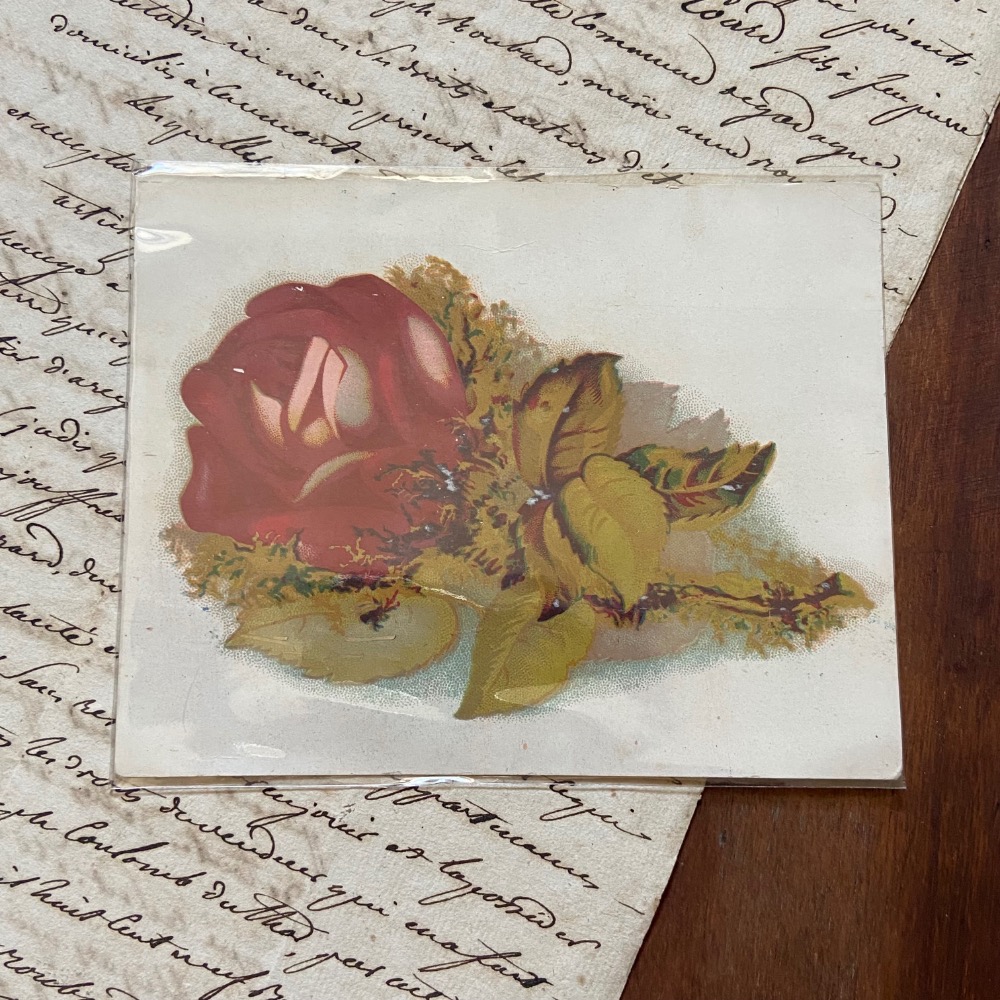 美國 1902-1906s 古董剪貼卡 花卉植物款┃美國古董 手帳素材 手作素材 拼貼素材 古董紙品 復古紙品 拍照小物-規格圖4