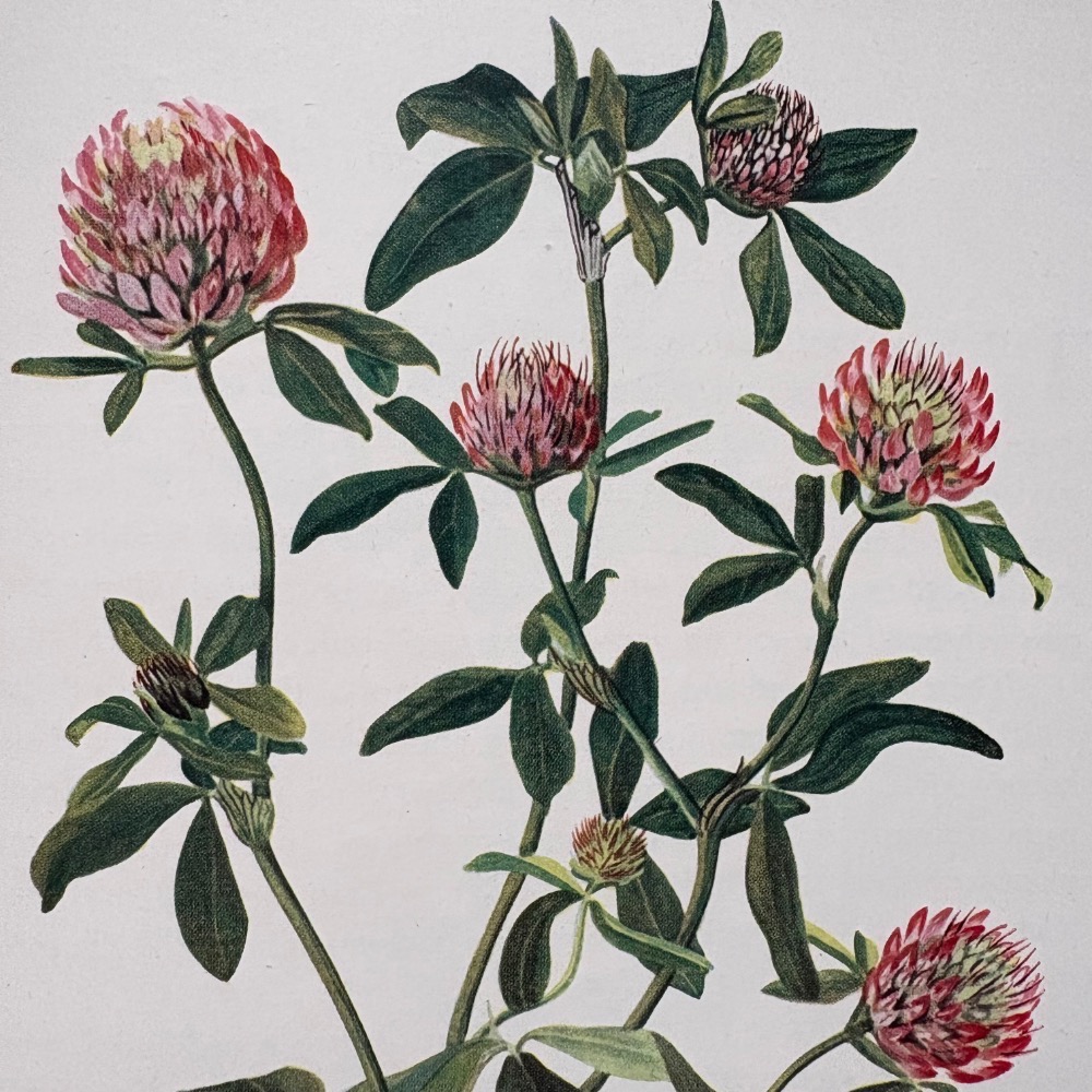 英國 復古野花植物圖鑑書┃復古書籍 舊書 古書 老書 老件 植物圖鑑 自然 野花 花卉 花草 森林 擺拍 拍照 古道具-細節圖2