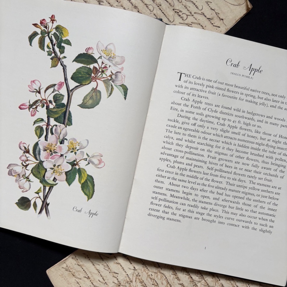 英國 復古野花植物圖鑑書┃復古書籍 舊書 古書 老書 老件 植物圖鑑 自然 野花 花卉 花草 森林 擺拍 拍照 古道具-細節圖3