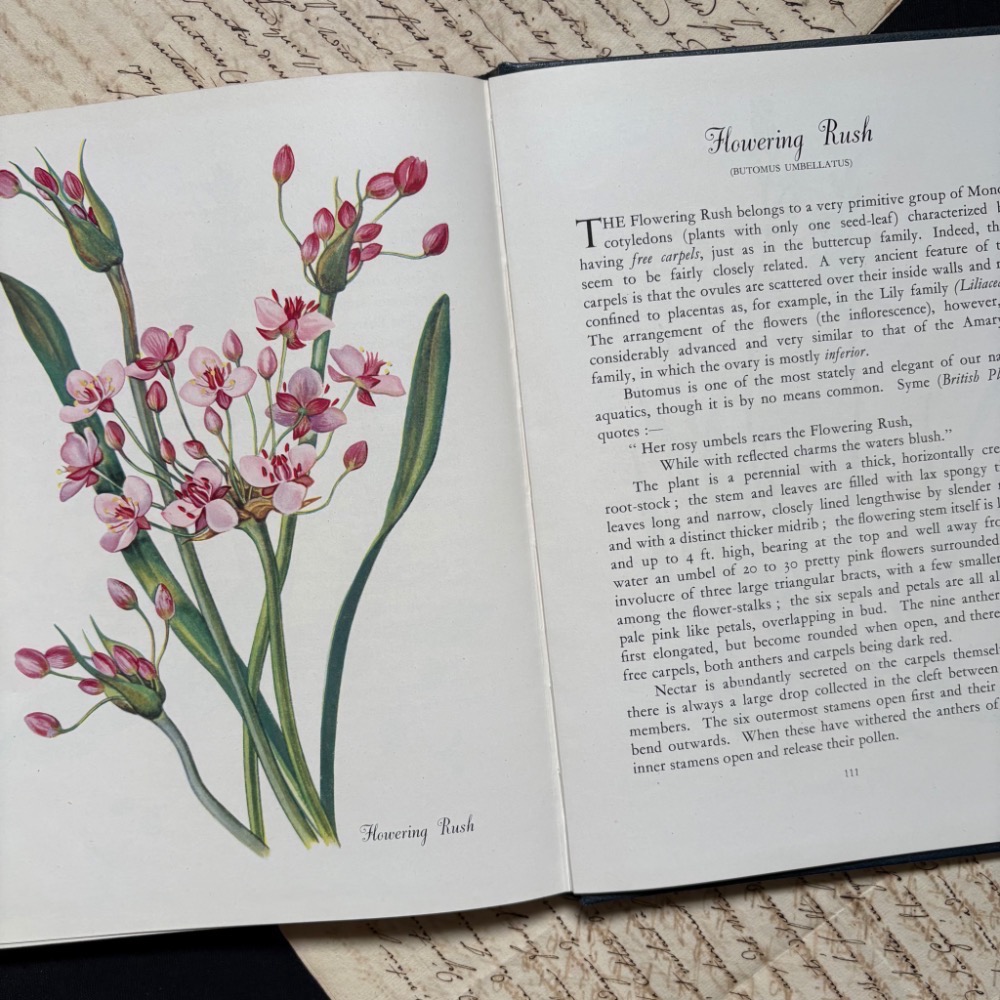 英國 復古野花植物圖鑑書┃復古書籍 舊書 古書 老書 老件 植物圖鑑 自然 野花 花卉 花草 森林 擺拍 拍照 古道具-細節圖5