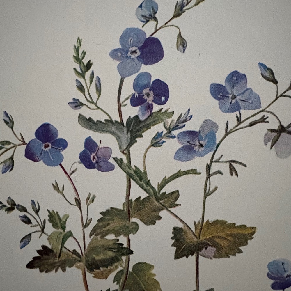 英國 復古野花植物圖鑑書┃復古書籍 舊書 古書 老書 老件 植物圖鑑 自然 野花 花卉 花草 森林 擺拍 拍照 古道具-細節圖7