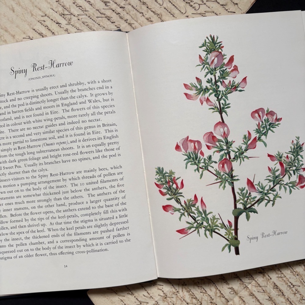 英國 復古野花植物圖鑑書┃復古書籍 舊書 古書 老書 老件 植物圖鑑 自然 野花 花卉 花草 森林 擺拍 拍照 古道具-細節圖8