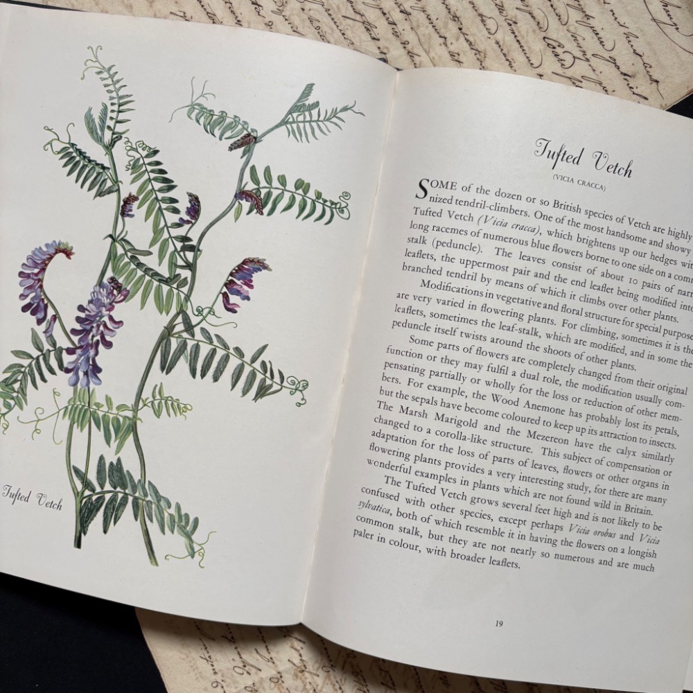 英國 復古野花植物圖鑑書┃復古書籍 舊書 古書 老書 老件 植物圖鑑 自然 野花 花卉 花草 森林 擺拍 拍照 古道具-細節圖9