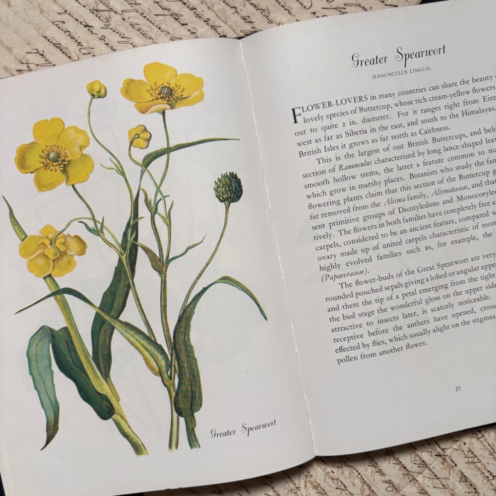 英國 復古野花植物圖鑑書┃復古書籍 舊書 古書 老書 老件 植物圖鑑 自然 野花 花卉 花草 森林 擺拍 拍照 古道具-細節圖10