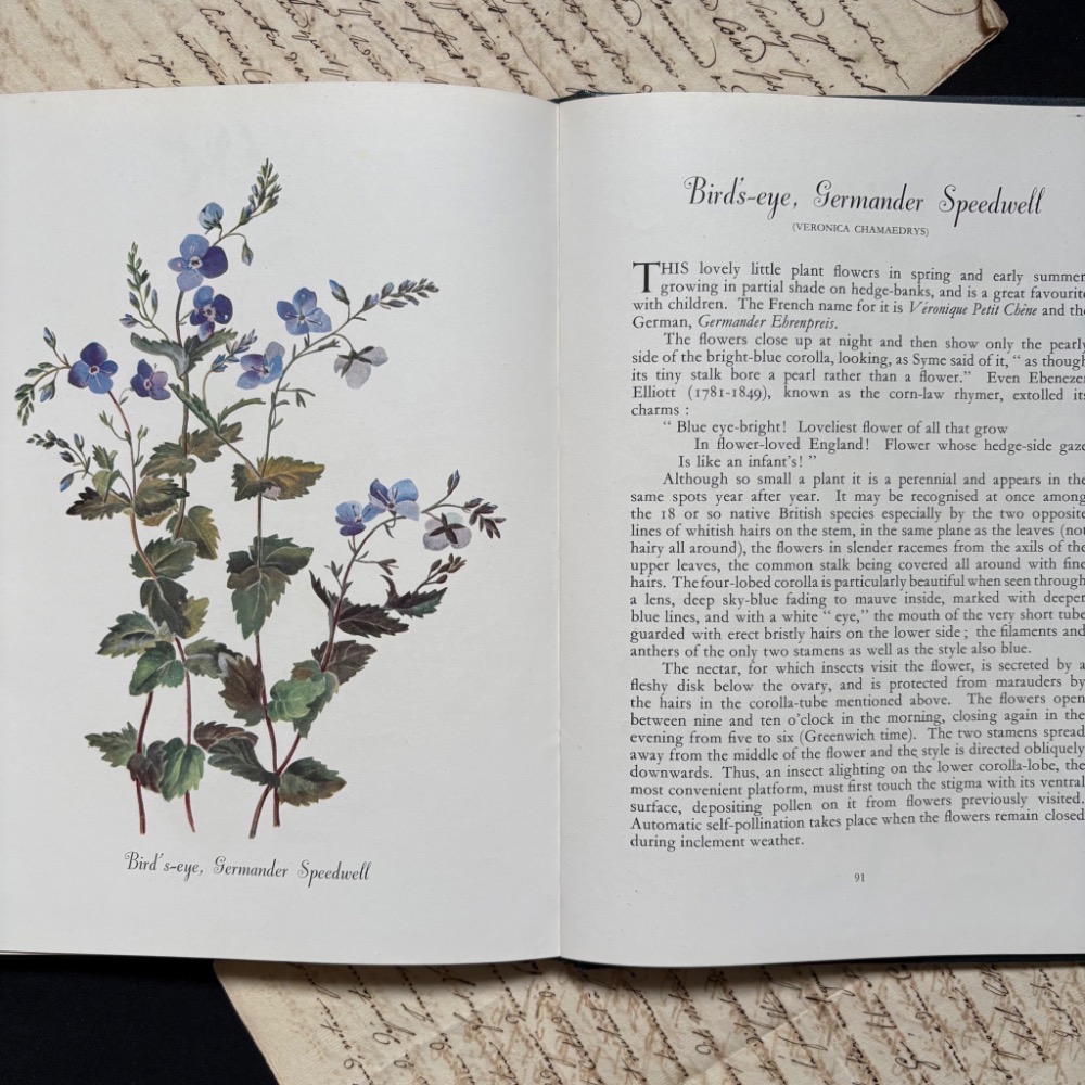 英國 復古野花植物圖鑑書┃復古書籍 舊書 古書 老書 老件 植物圖鑑 自然 野花 花卉 花草 森林 擺拍 拍照 古道具-細節圖11