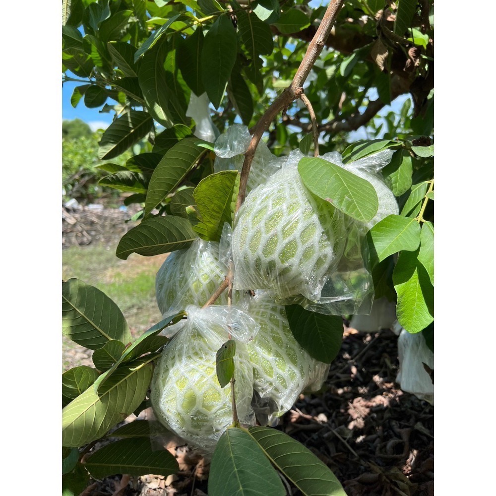 彰化溪州 珍珠芭樂-細節圖3