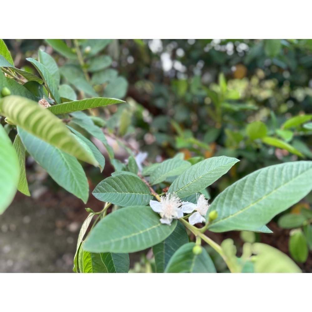 彰化溪州 珍珠芭樂-細節圖2