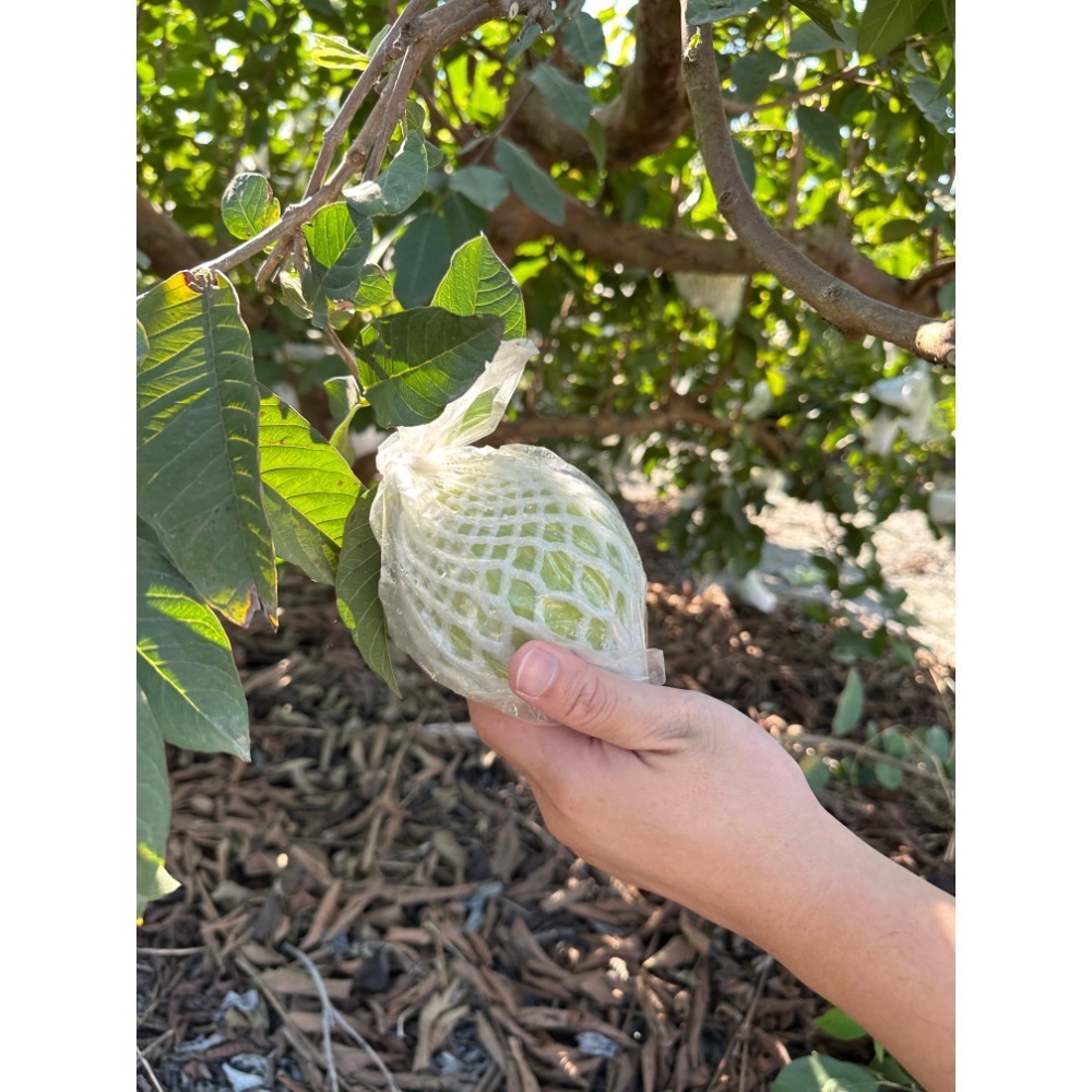 彰化溪州 珍珠芭樂-規格圖3