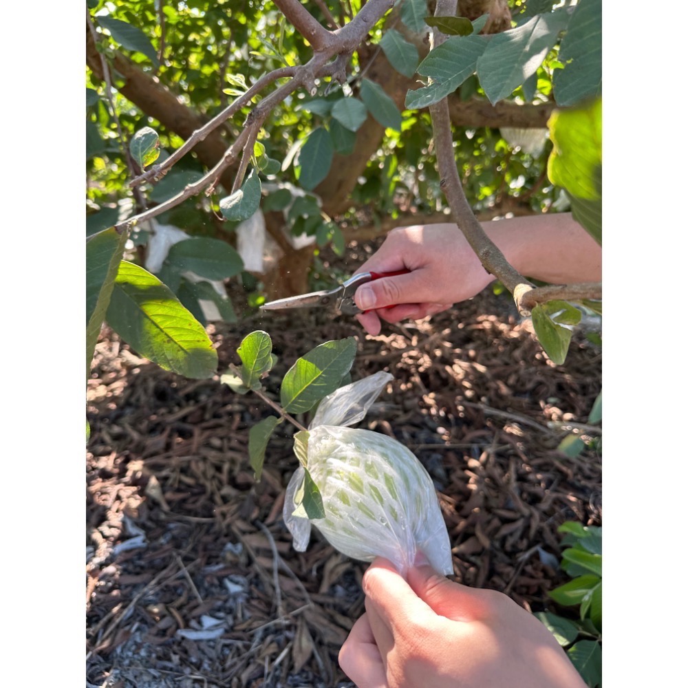 彰化溪州 帝王芭樂-細節圖2