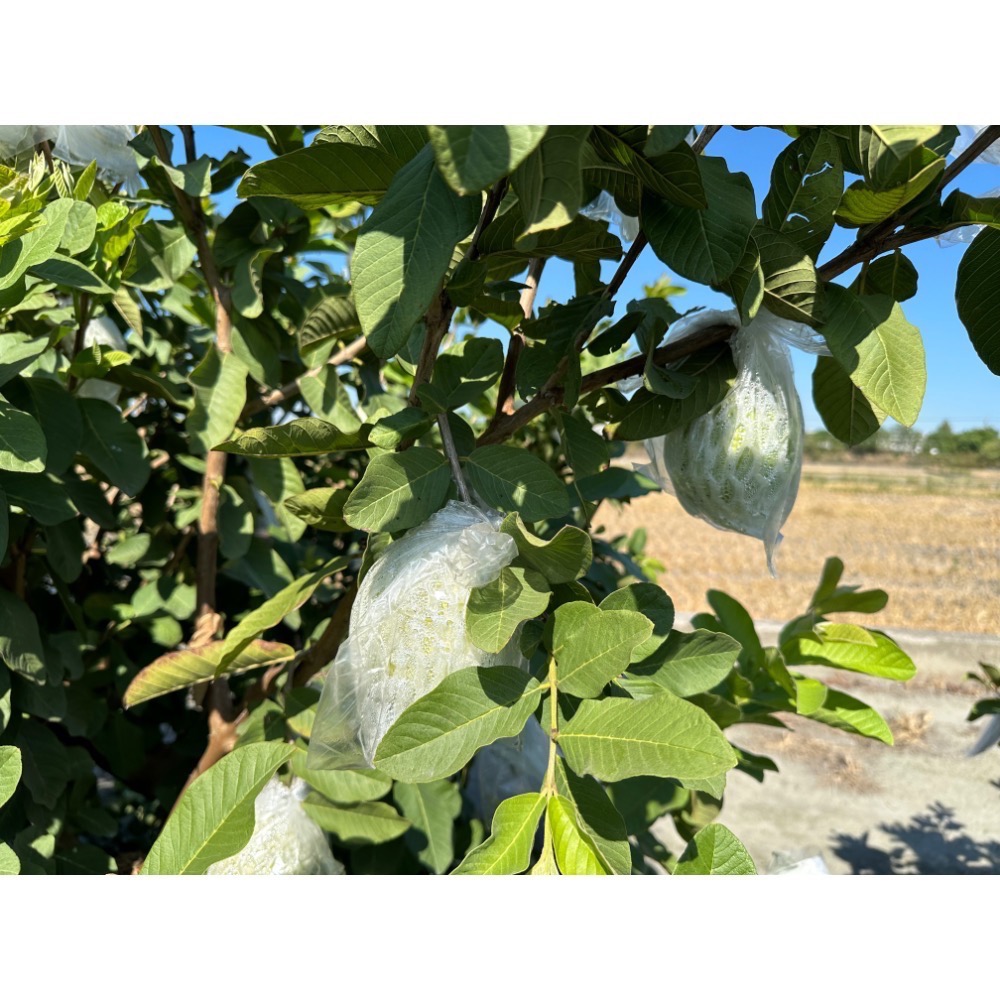 彰化溪州 帝王芭樂-細節圖3