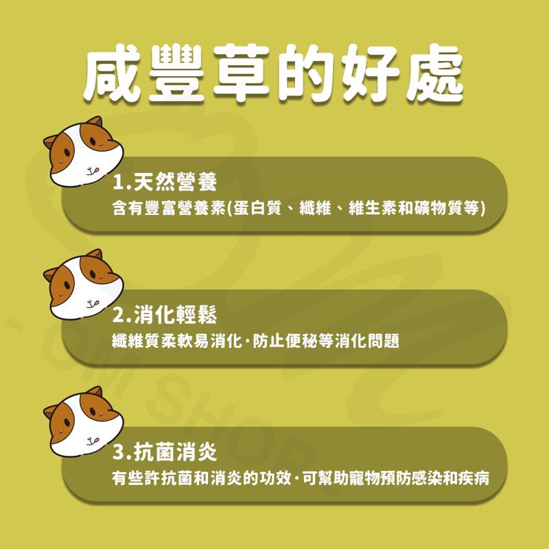 【嗡尼烘培】低溫乾燥 咸豐草 烘乾保健草 台灣小農 消炎 排毒 兔子 天竺鼠 零食 牧草 點心 龍貓 烏龜-細節圖3