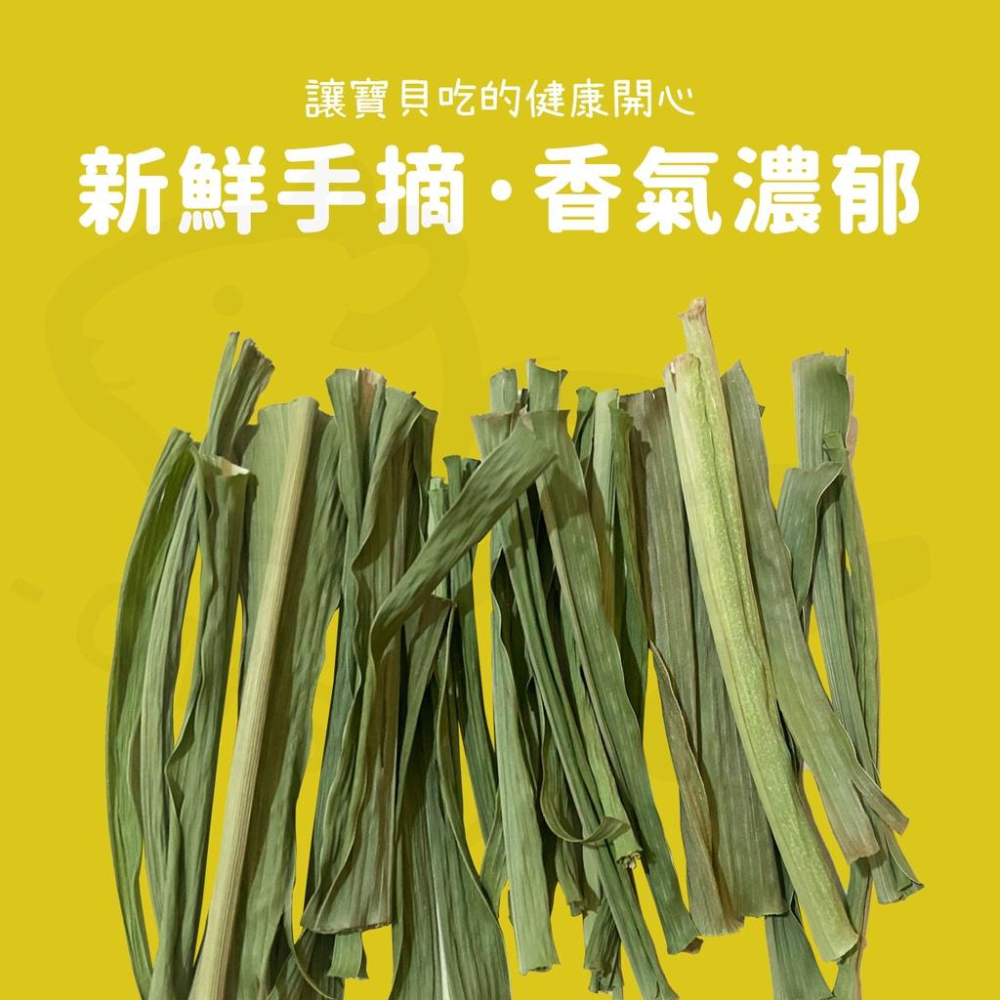 【嗡尼烘培】低溫乾燥 狼尾草 台灣種植 高纖維 無農藥 兔子 天竺鼠 零食 草食性動物 牧草-細節圖2