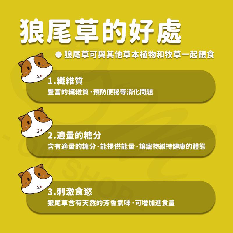 【嗡尼烘培】低溫乾燥 狼尾草 台灣種植 高纖維 無農藥 兔子 天竺鼠 零食 草食性動物 牧草-細節圖3