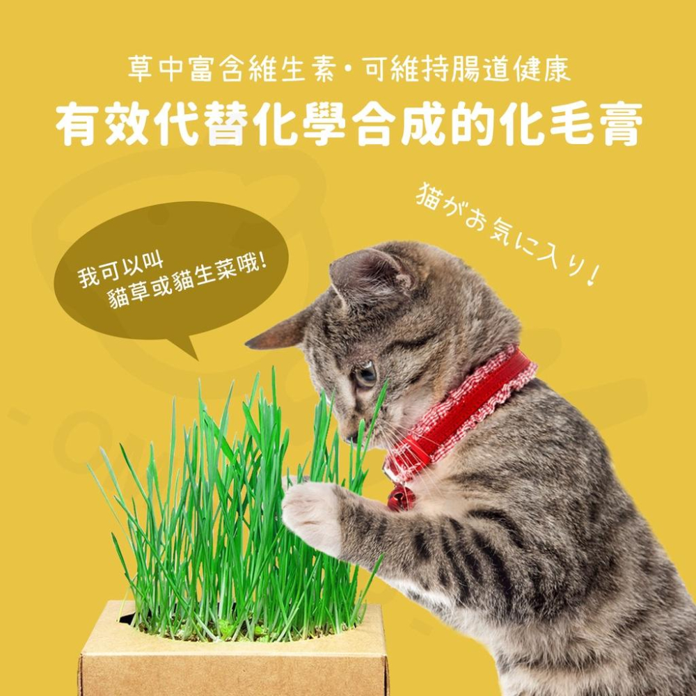 【在家種小麥草】貓草種植組 小麥草 汪喵星球 生菜 貓草栽培盒 貓咪生菜 兔子 天竺鼠 100%環保可回收 防霉-細節圖3